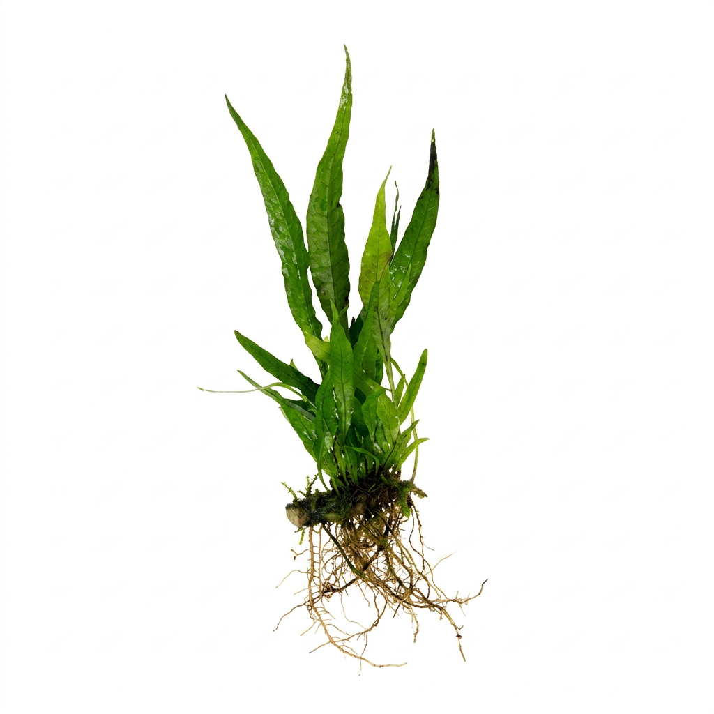 Microsorum pteropus