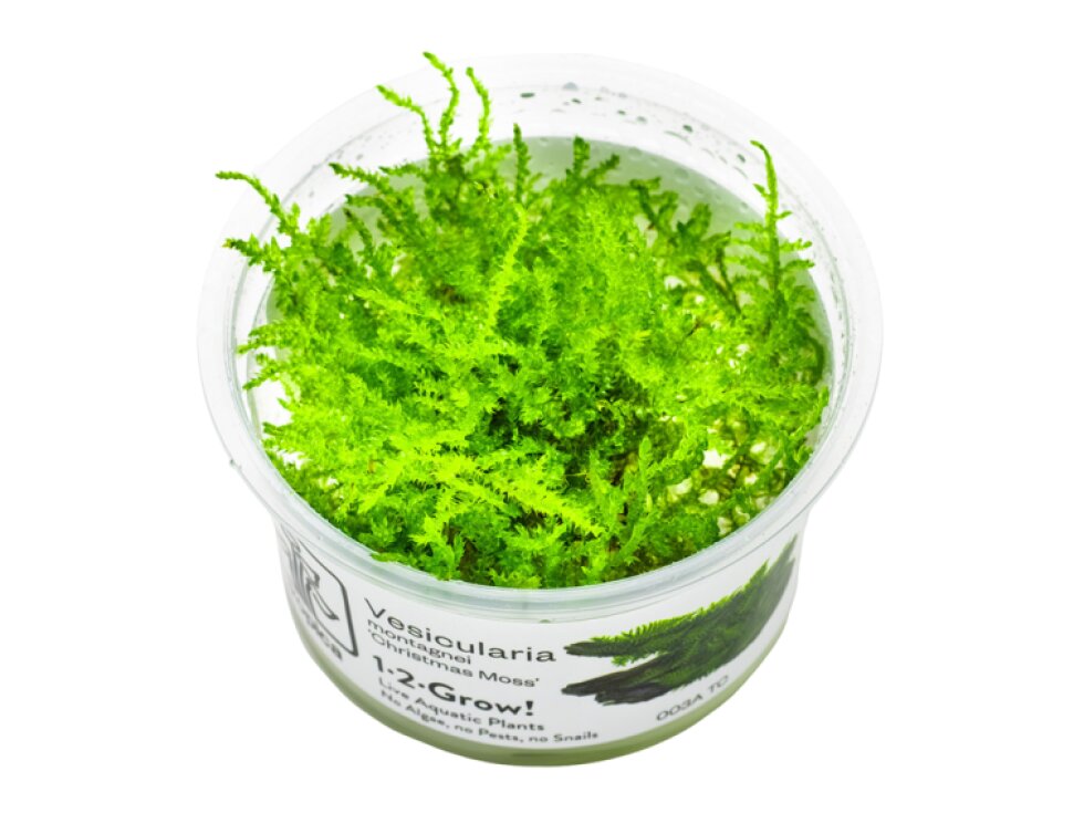 Tropica Vesicularia dubyana 'Christmas' 1-2 Grow!