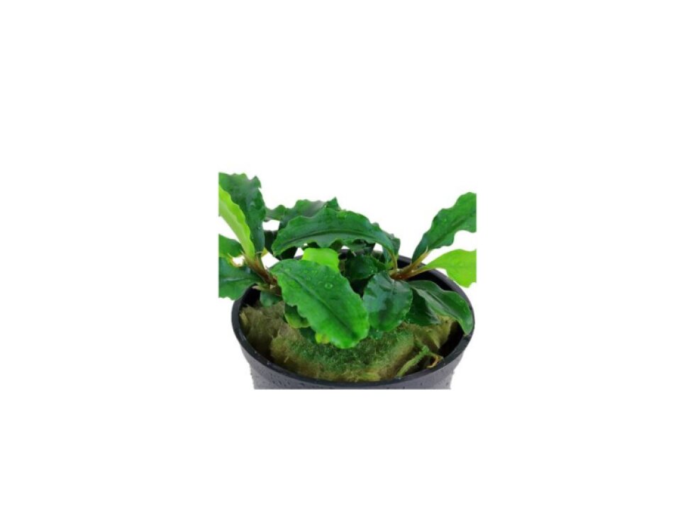 Tropica Bucephalandra pygmaea “Bukit Kelam“