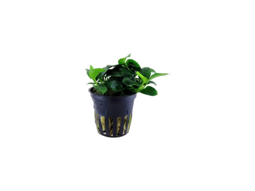 Tropica Anubias 'Petite'