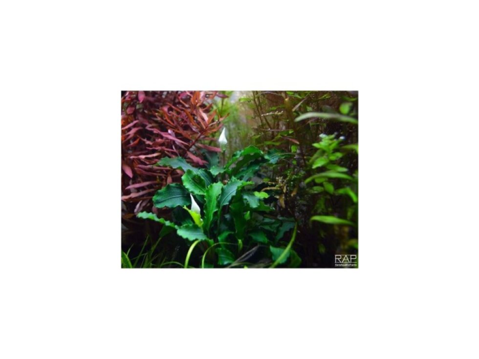 Tropica Bucephalandra pygmaea “Bukit Kelam“