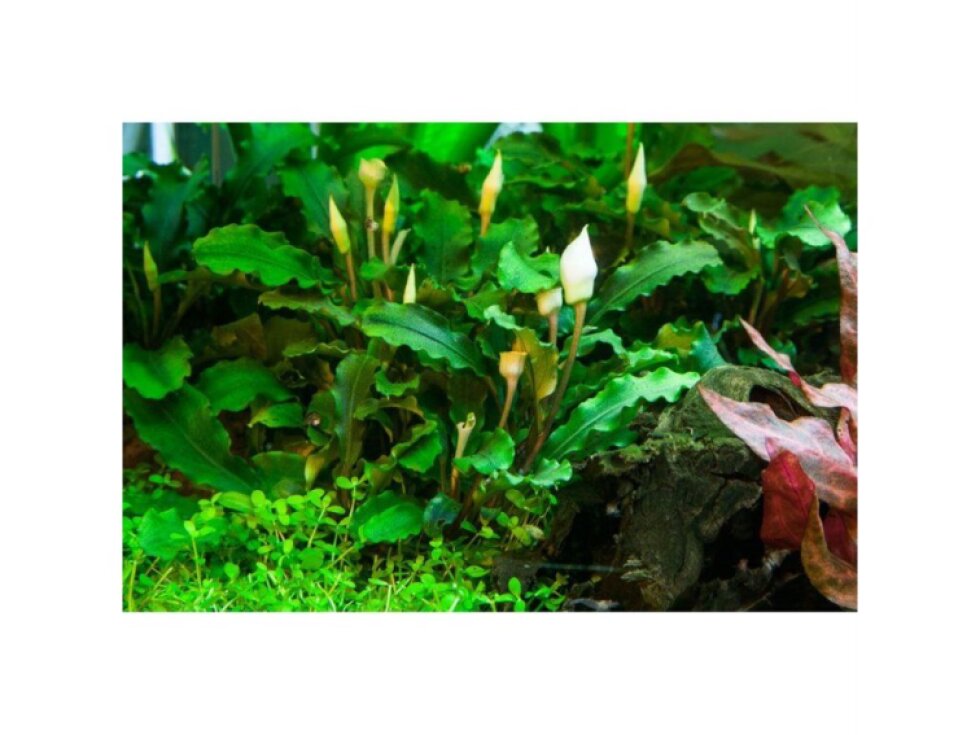 Tropica Bucephalandra pygmaea 'Bukit Kalem' 1-2 Grow!