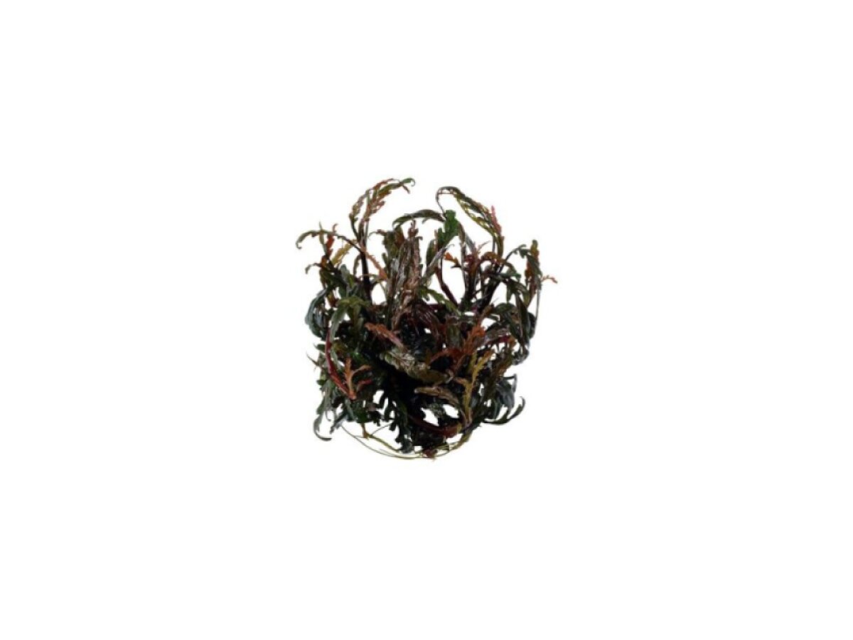 Tropica Hygrophila pinnatifida 1-2 Grow!