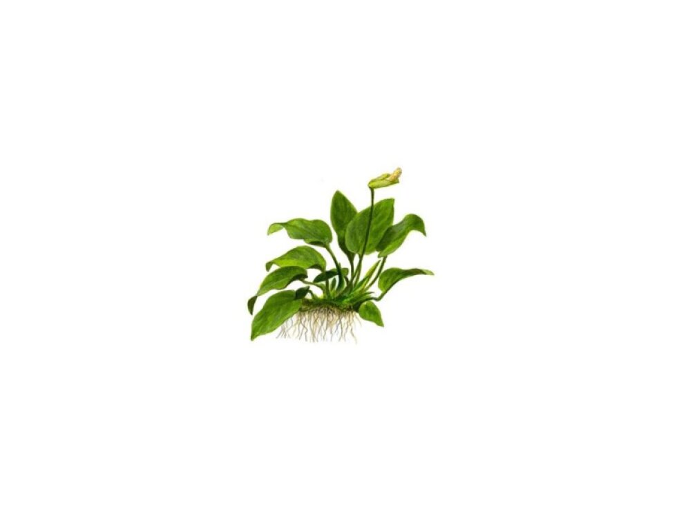 Tropica Anubias barteri var. nana