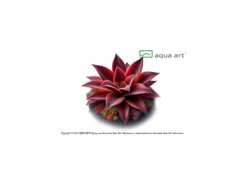 Aqua Art Pinguicula 'Red Starfish'