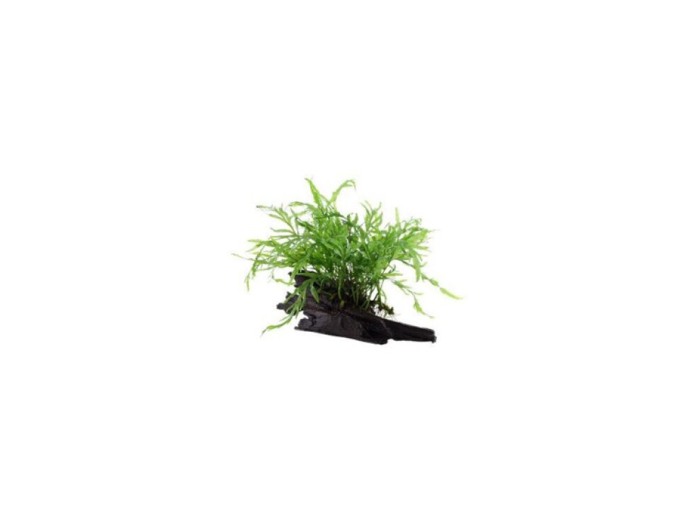 Microsorum pteropus na kořeni