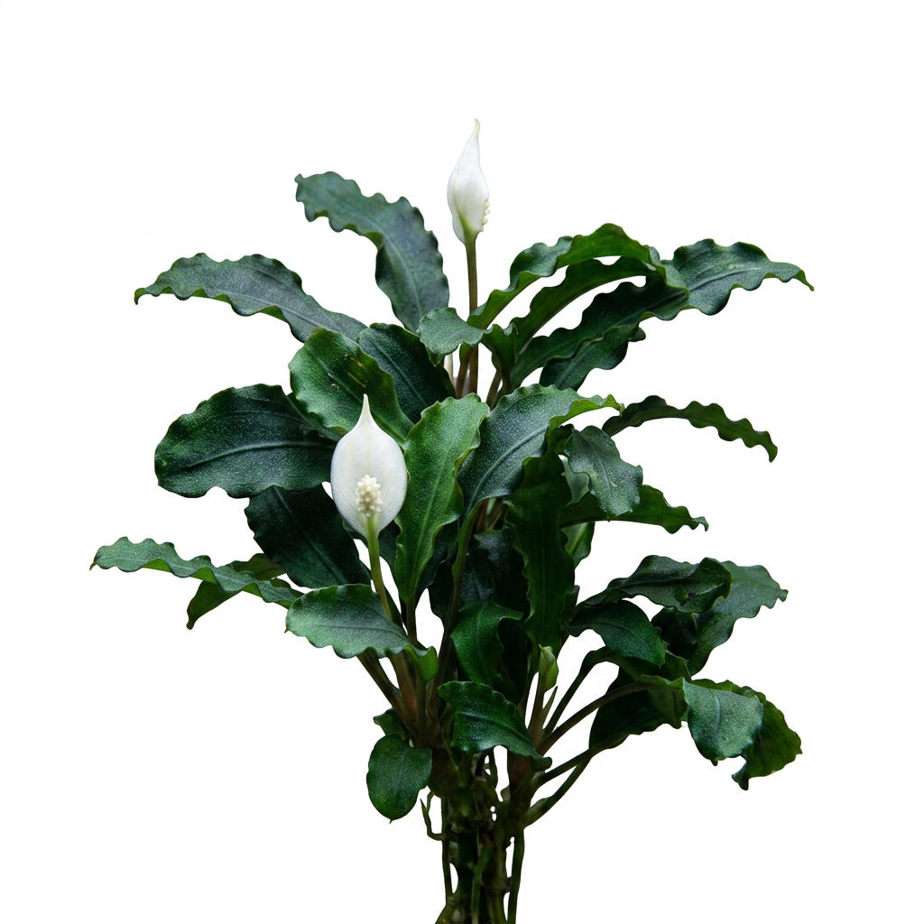 Tropica Bucephalandra pygmaea “Bukit Kelam“