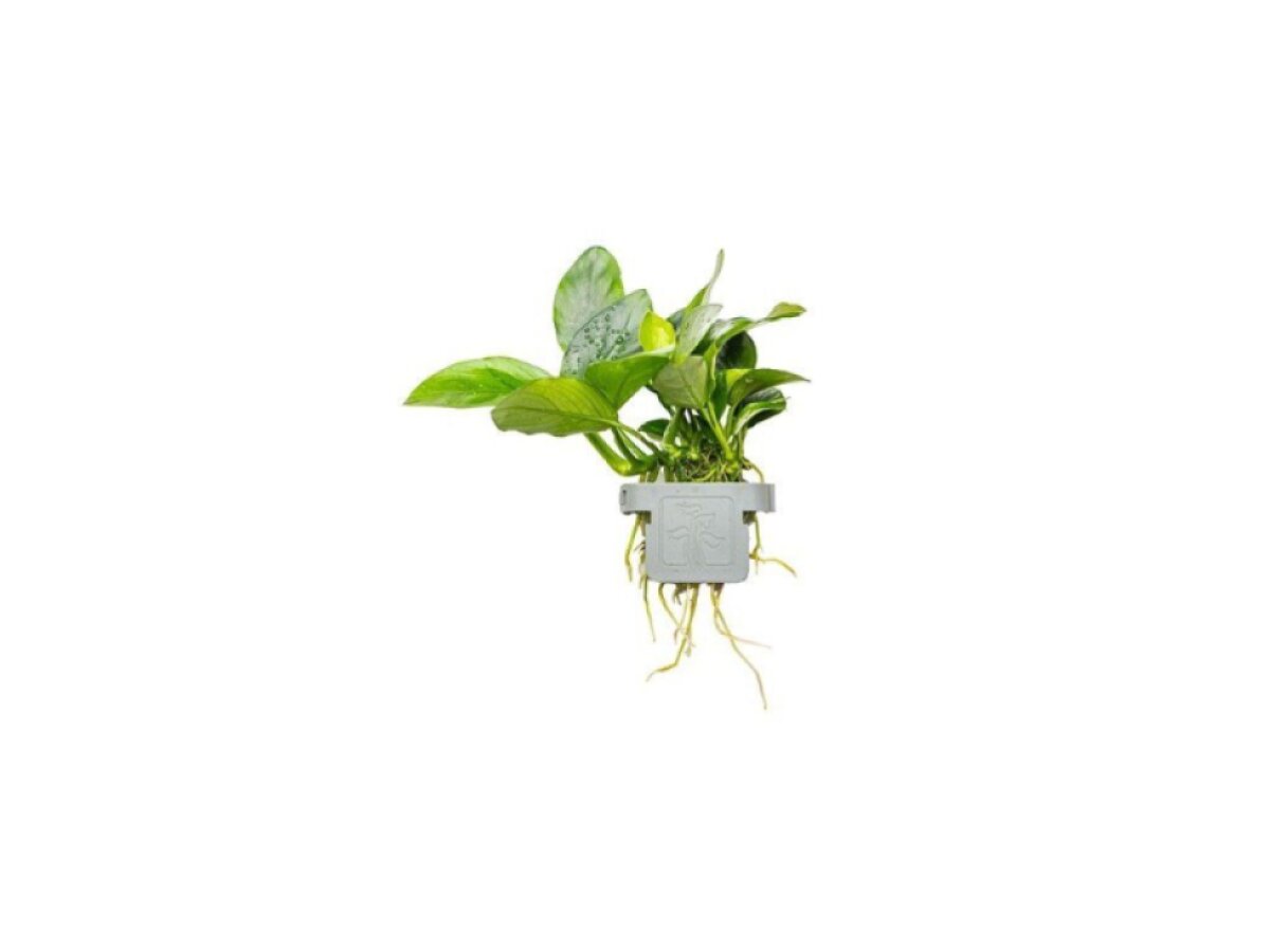 Anubias barteri nana