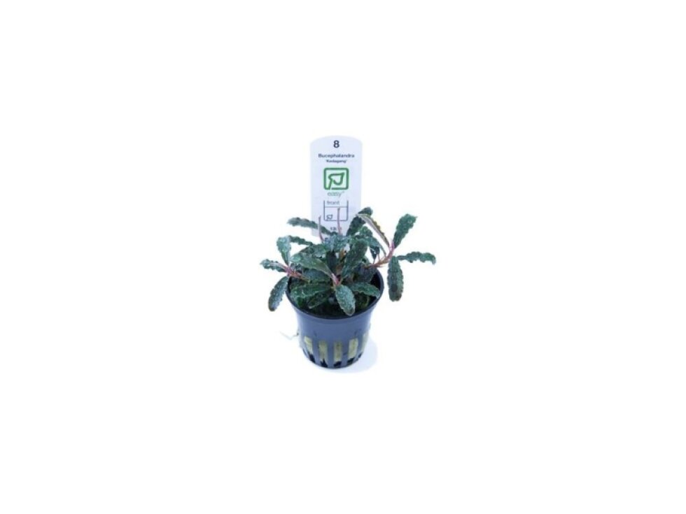 Tropica Bucephalandra 'Kedagang'