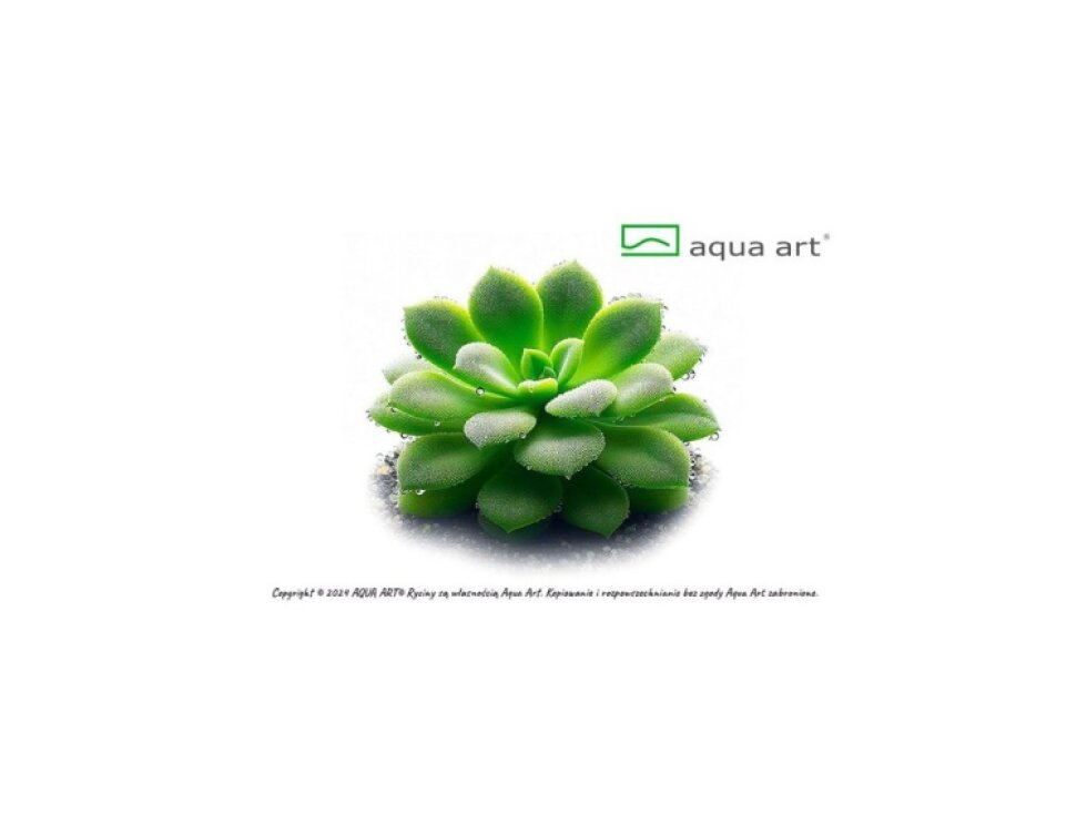 Aqua art Pinguicula 'Moranensis carow'