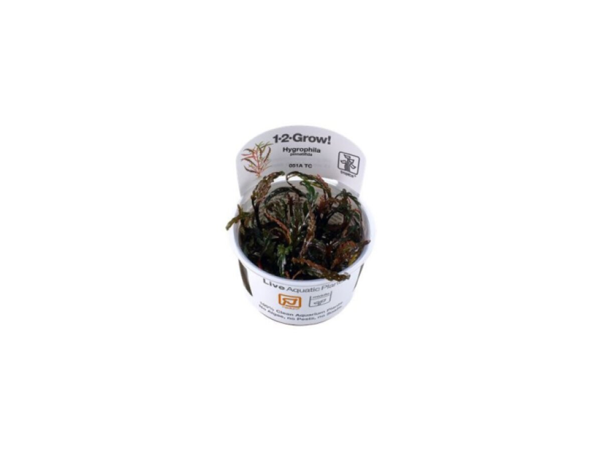 Tropica Hygrophila pinnatifida 1-2 Grow!