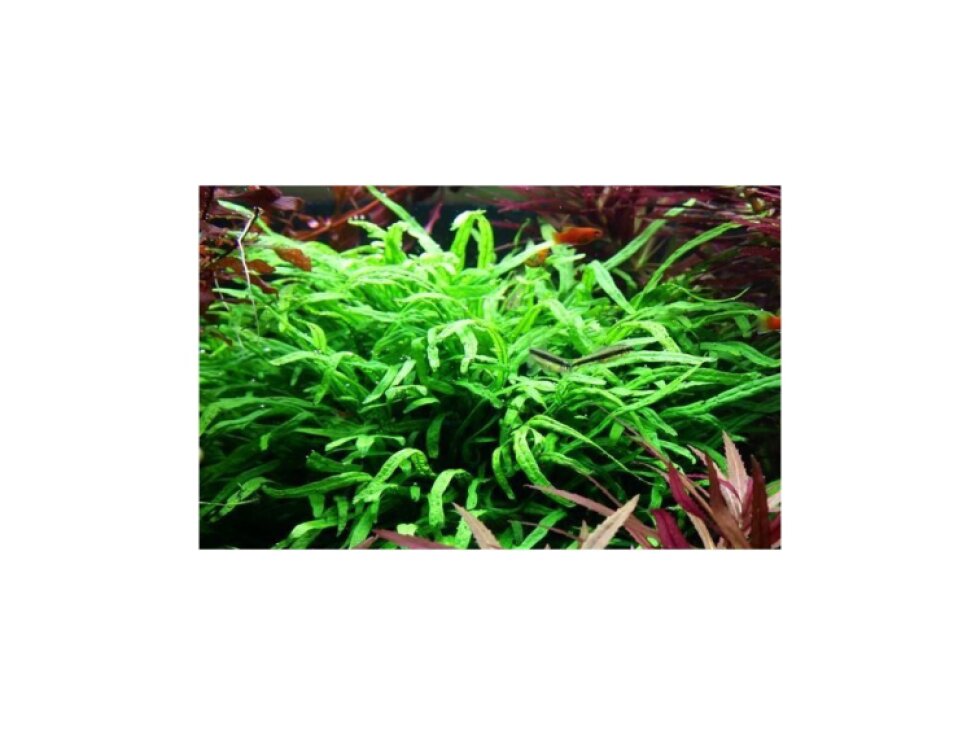Tropica Microsorum pteropus 'Trident'