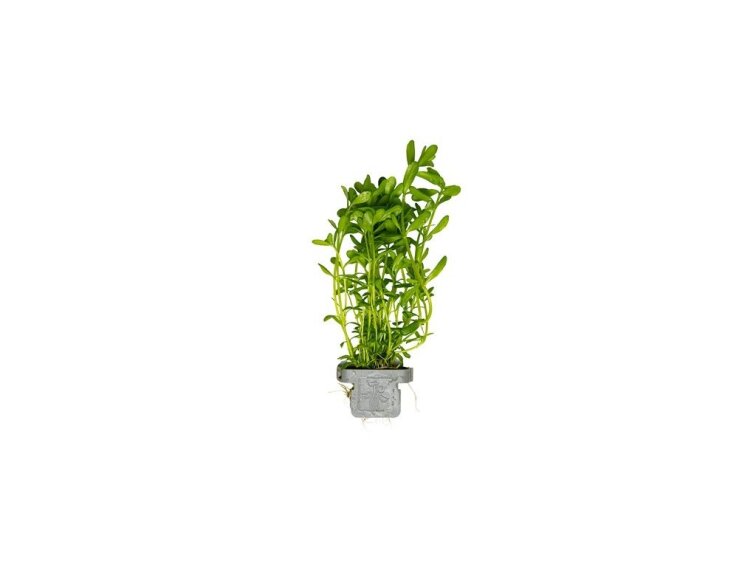 Bacopa monnieri 'Compact'