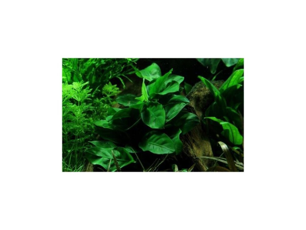 Tropica Anubias barteri var. nana