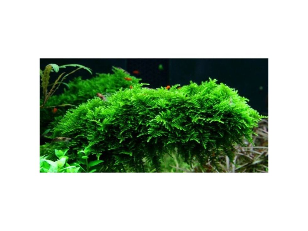 Tropica Vesicularia dubyana 'Christmas' 1-2 Grow!