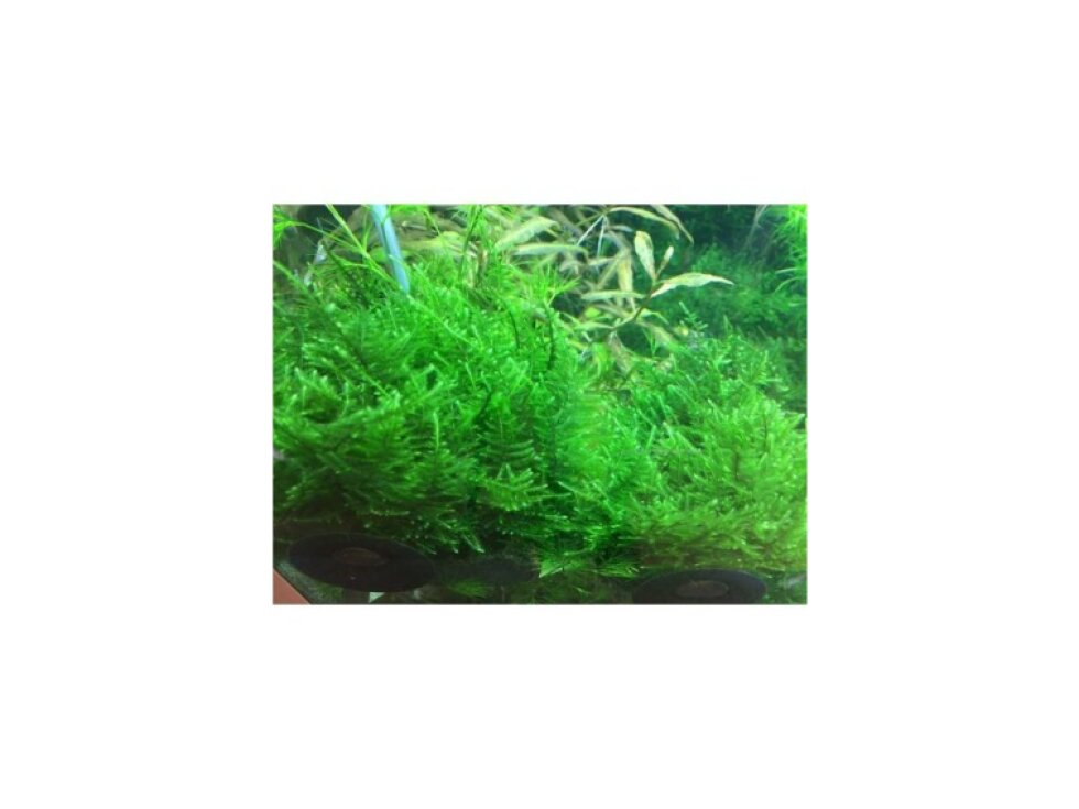Tropica Taxiphyllum 'Taiwan moss' 1-2 Grow!