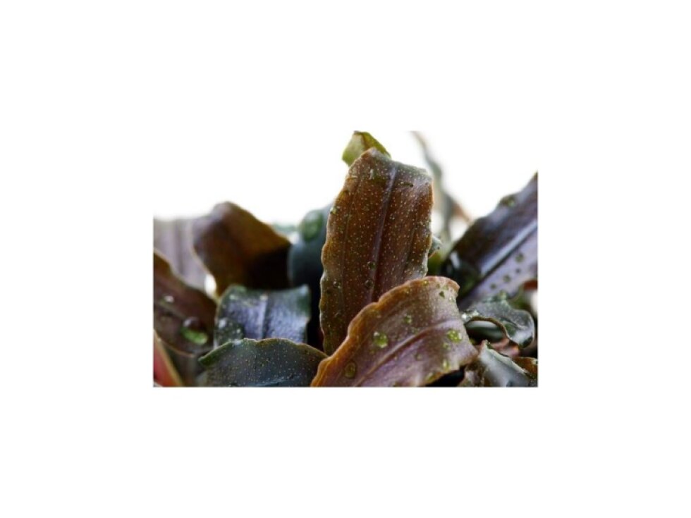 Tropica Bucephalandra 'Kedagang'