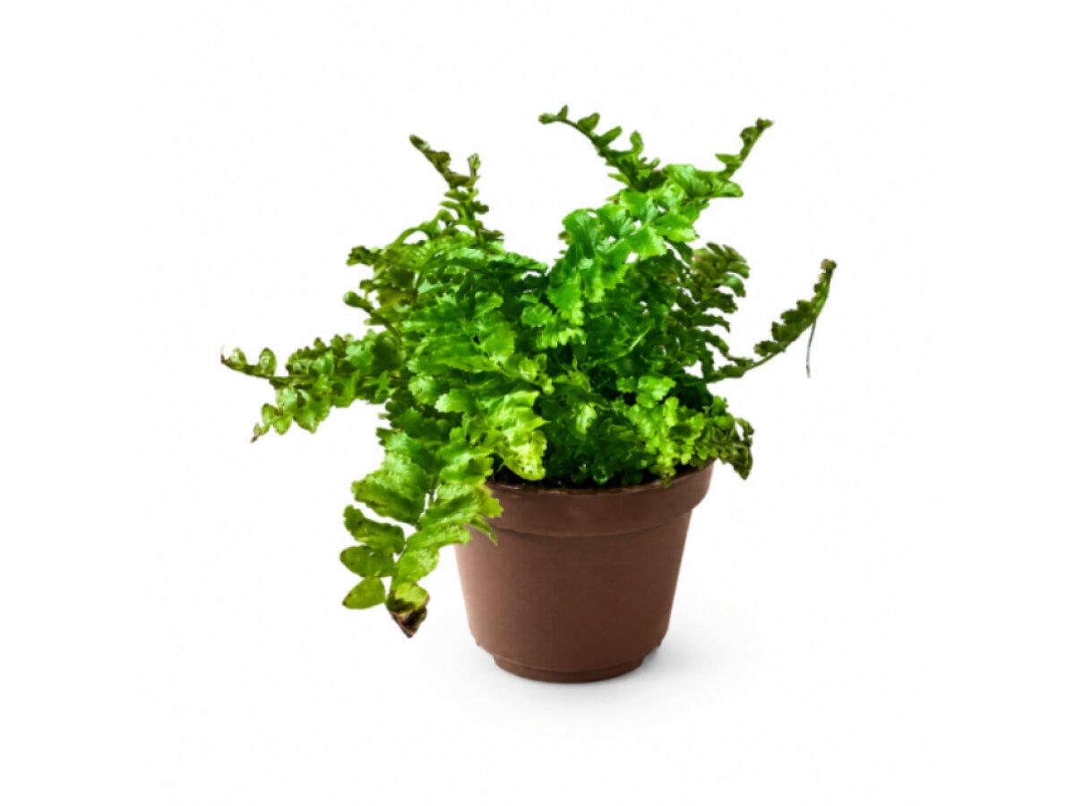 Blechnum gibbum