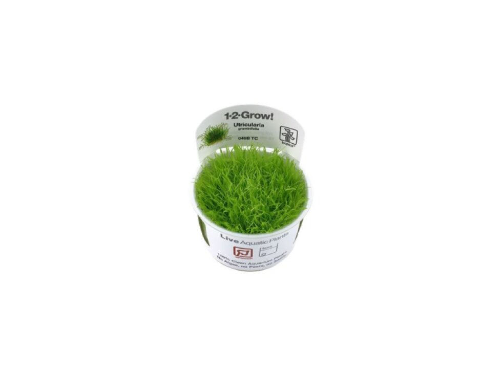 Tropica Utricularia graminifolia 1-2 Grow!