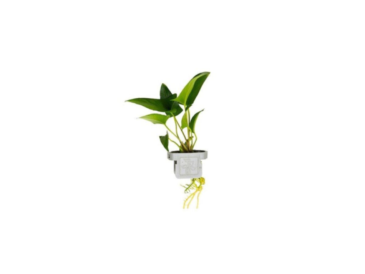 Anubias gracilis