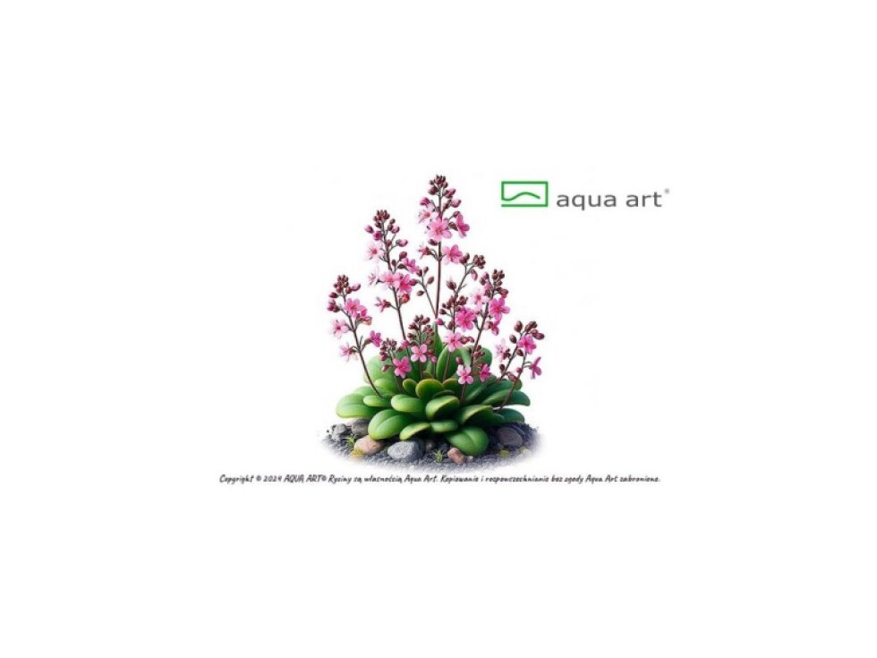 Aqua Art Stylidium debilitation