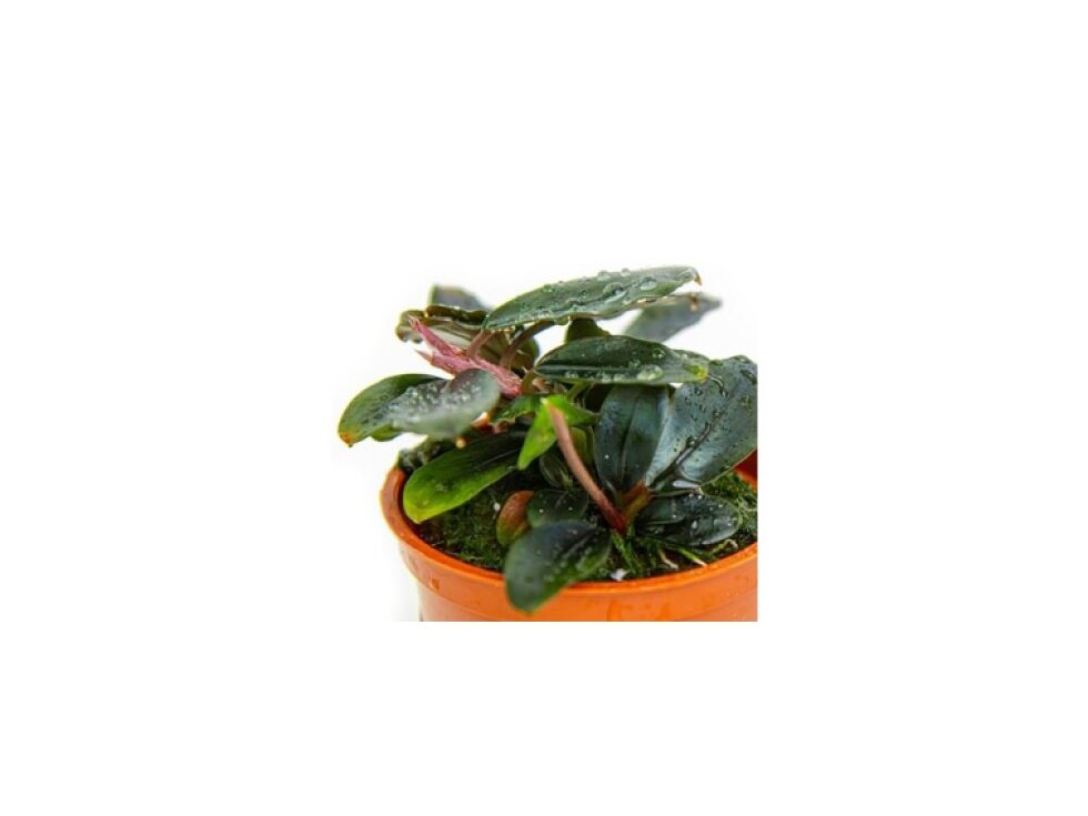 Tropica Bucephalandra 'Kedagang'