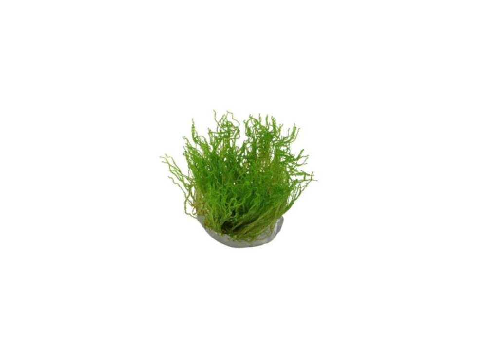 Tropica Taxiphyllum 'Flame' 1-2 Grow!