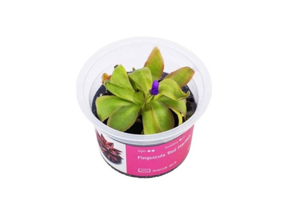 Aqua Art Pinguicula 'Red Starfish'