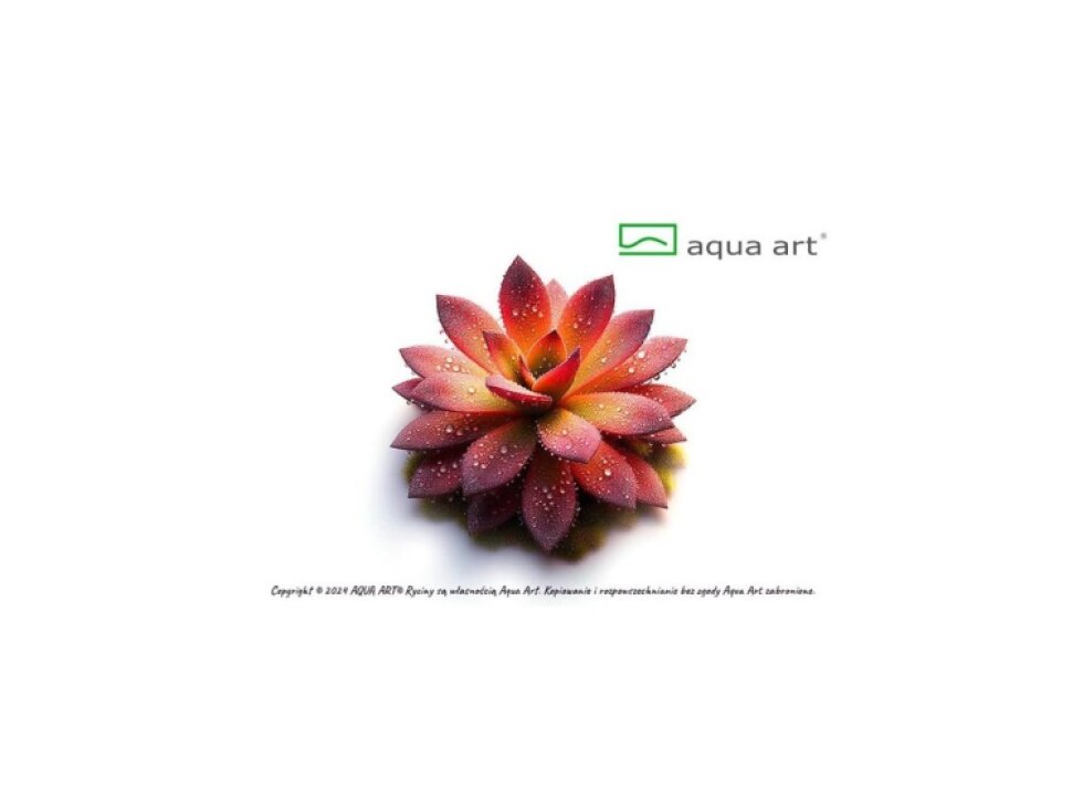 Aqua Art Pinguicula 'Aphrodite clone mini'