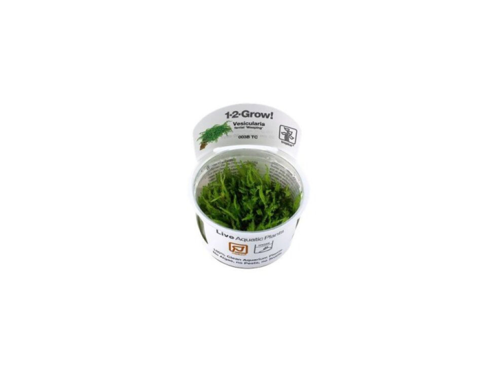 Tropica Vesicularia ferriei "Weeping" 1-2 Grow!