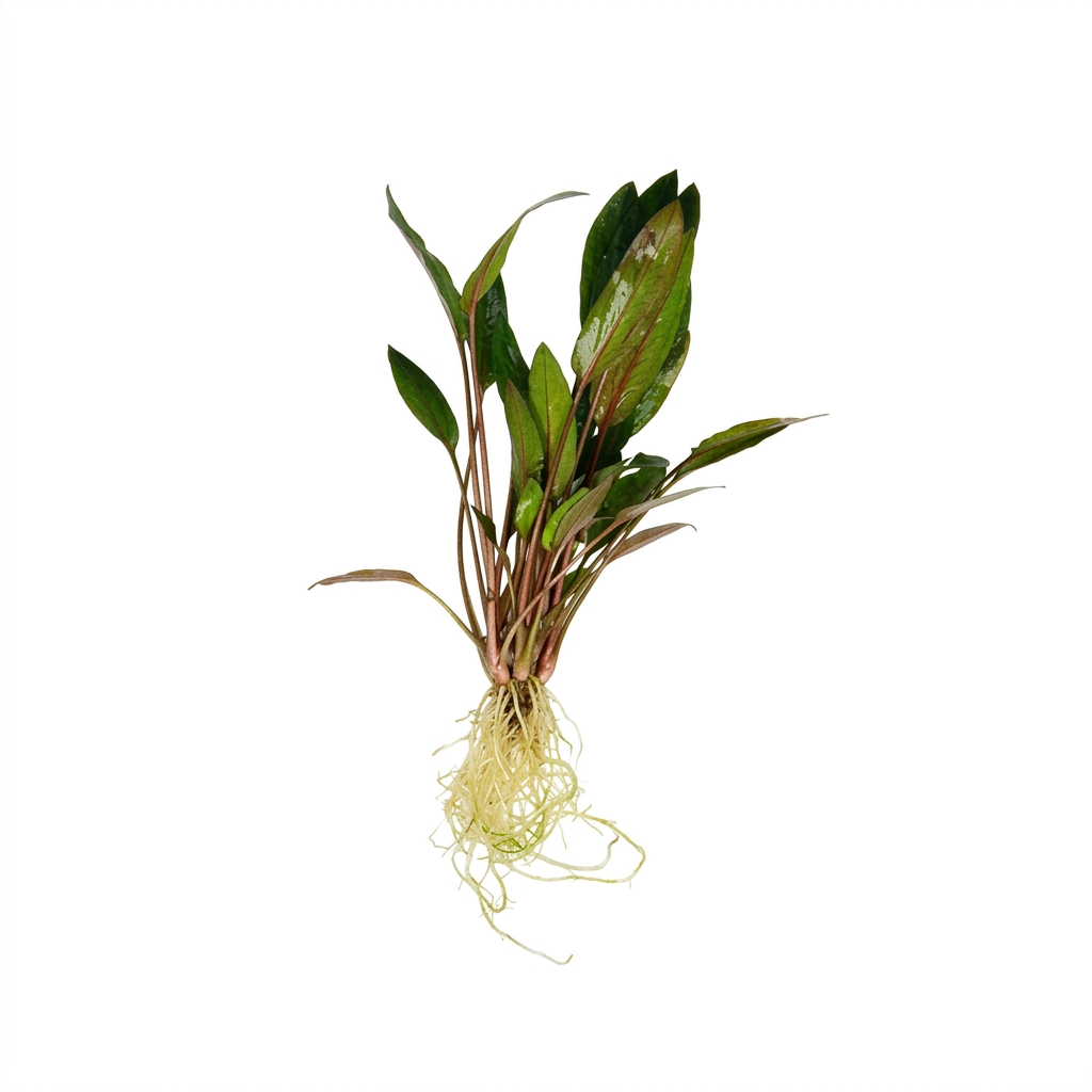 Cryptocoryne beckettii 'Petchii'