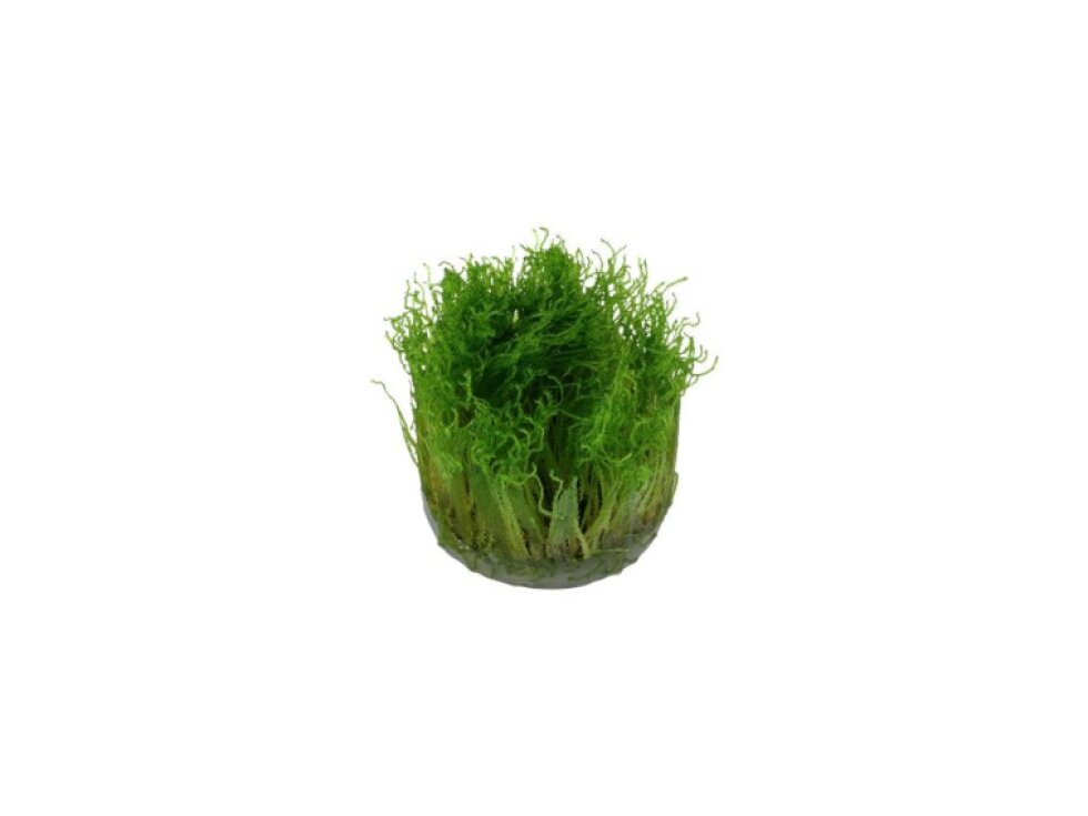 Tropica Taxiphyllum 'Spiky' 1-2 Grow!