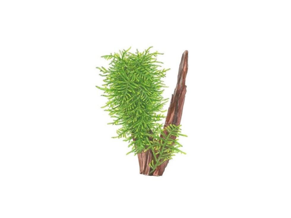 Tropica Taxiphyllum 'Spiky' 1-2 Grow!