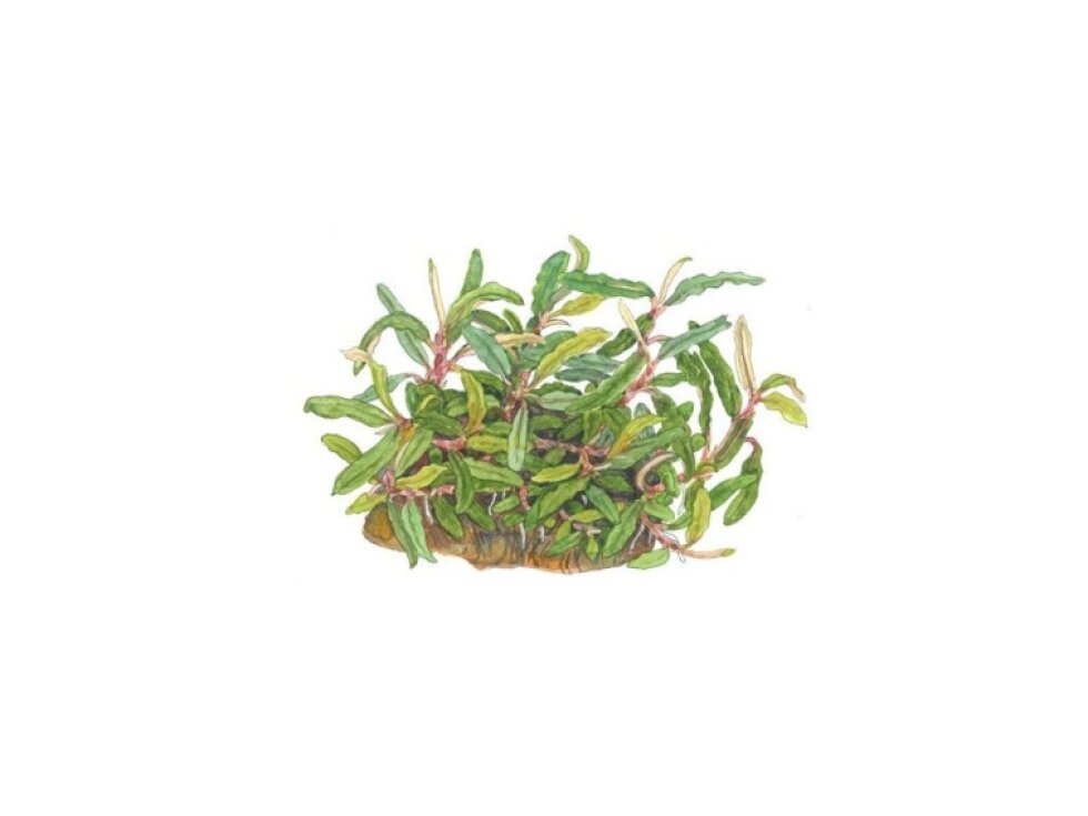 Tropica Bucephalandra sp. 'Needle Leaf' 1-2-Grow!