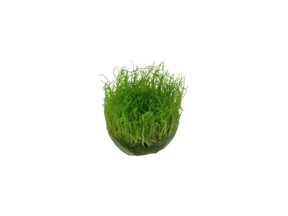Tropica Taxiphyllum barbieri 1-2 Grow!
