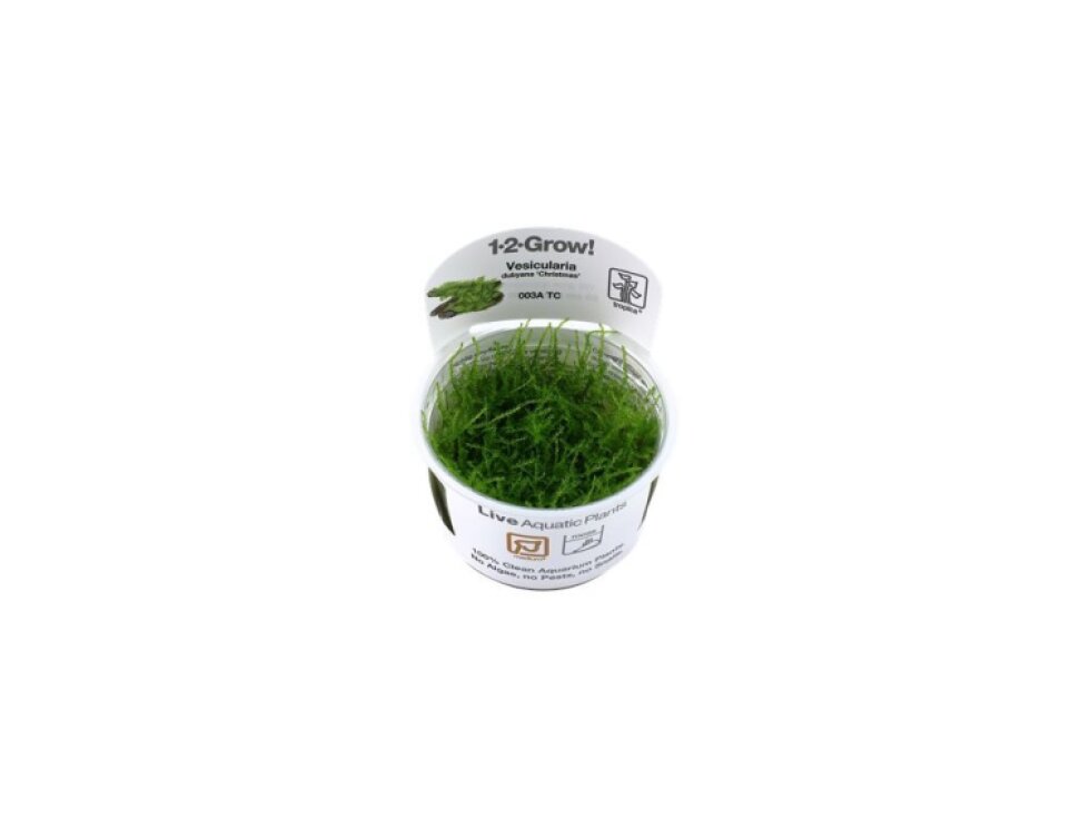 Tropica Vesicularia dubyana 'Christmas' 1-2 Grow!