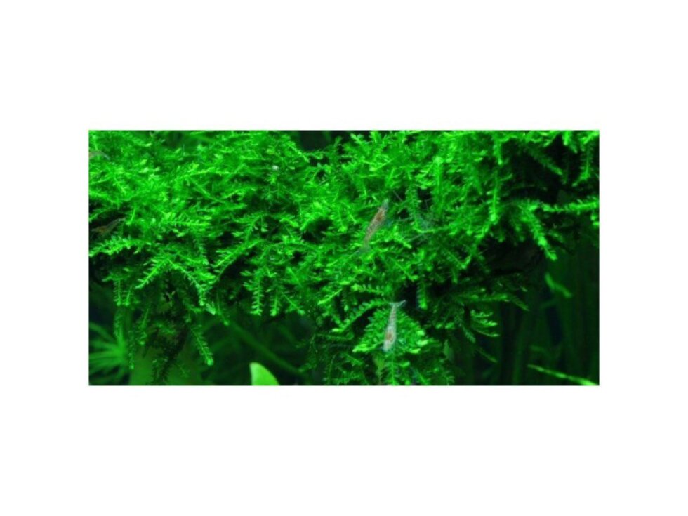 Tropica Vesicularia ferriei "Weeping" 1-2 Grow!