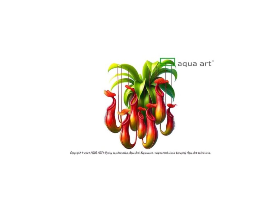 Aqua Art Nepenthes macfarlanei