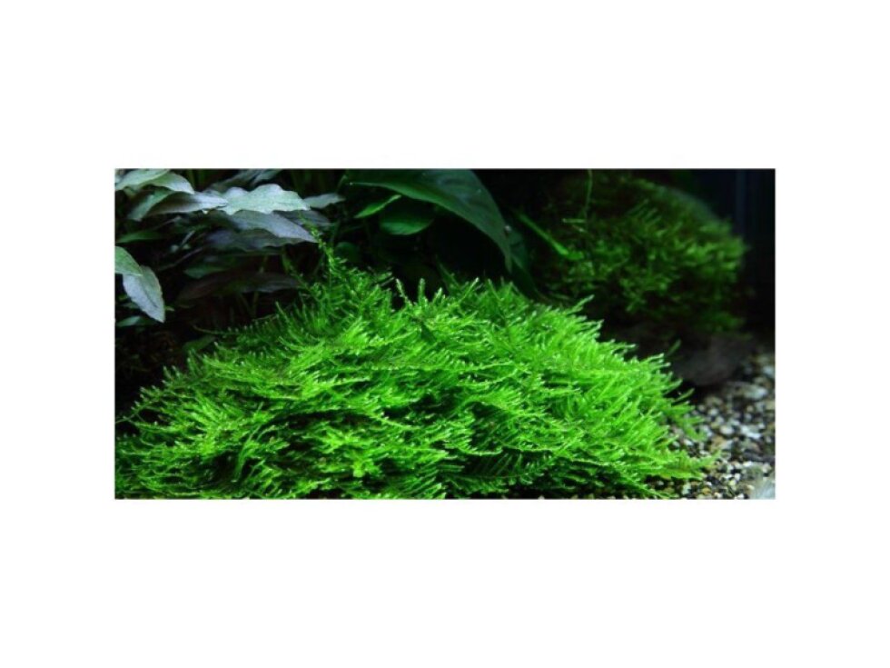 Tropica Taxiphyllum 'Spiky' 1-2 Grow!