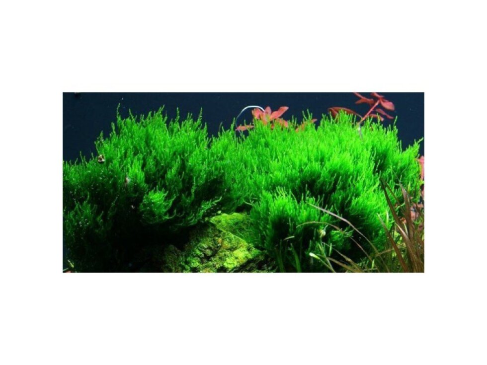 Tropica Taxiphyllum 'Flame' 1-2 Grow!