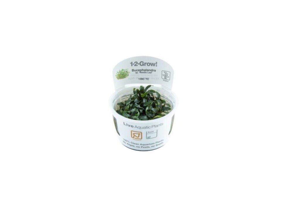 Tropica Bucephalandra sp. 'Needle Leaf' 1-2-Grow!