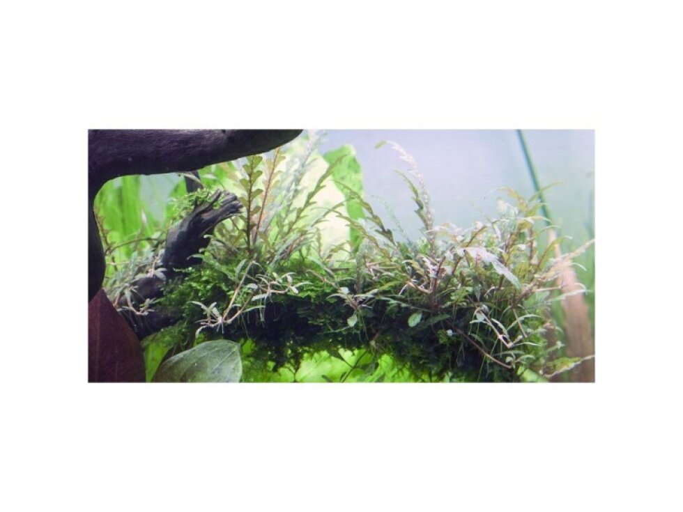 Tropica Hygrophila pinnatifida 1-2 Grow!