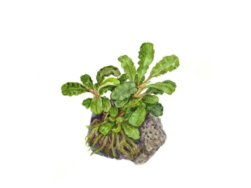Tropica Bucephalandra pygmaea 'Bukit Kalem' 1-2 Grow!