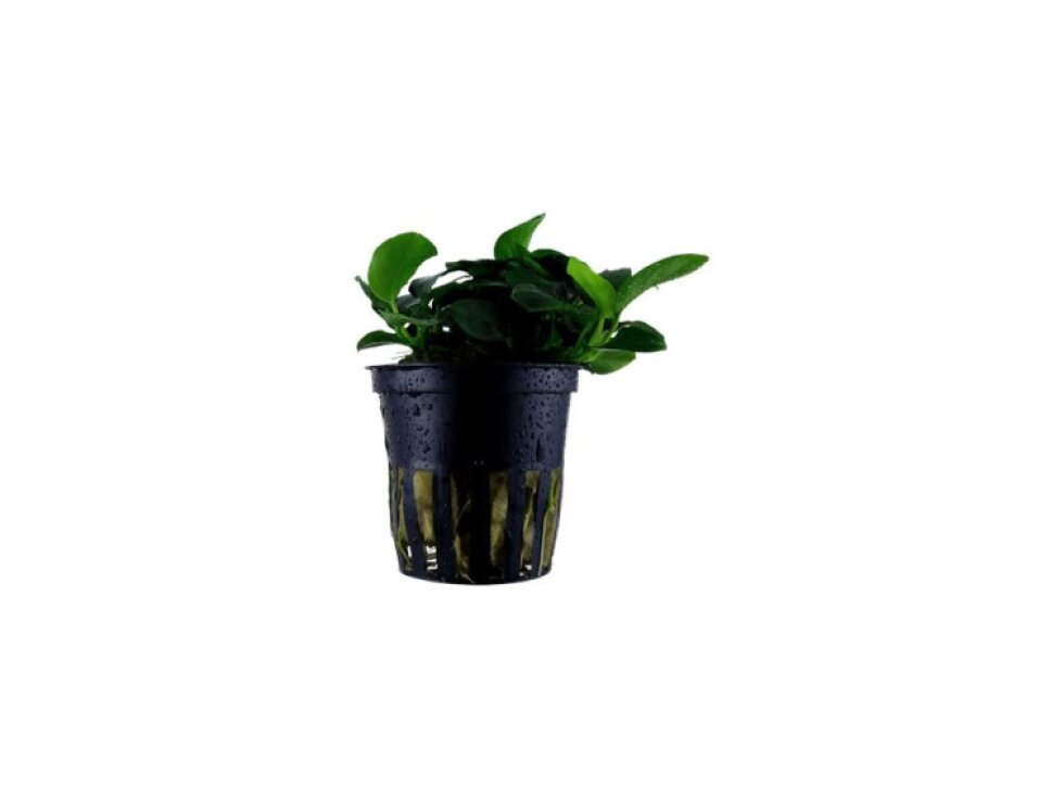 Tropica Anubias 'Petite'
