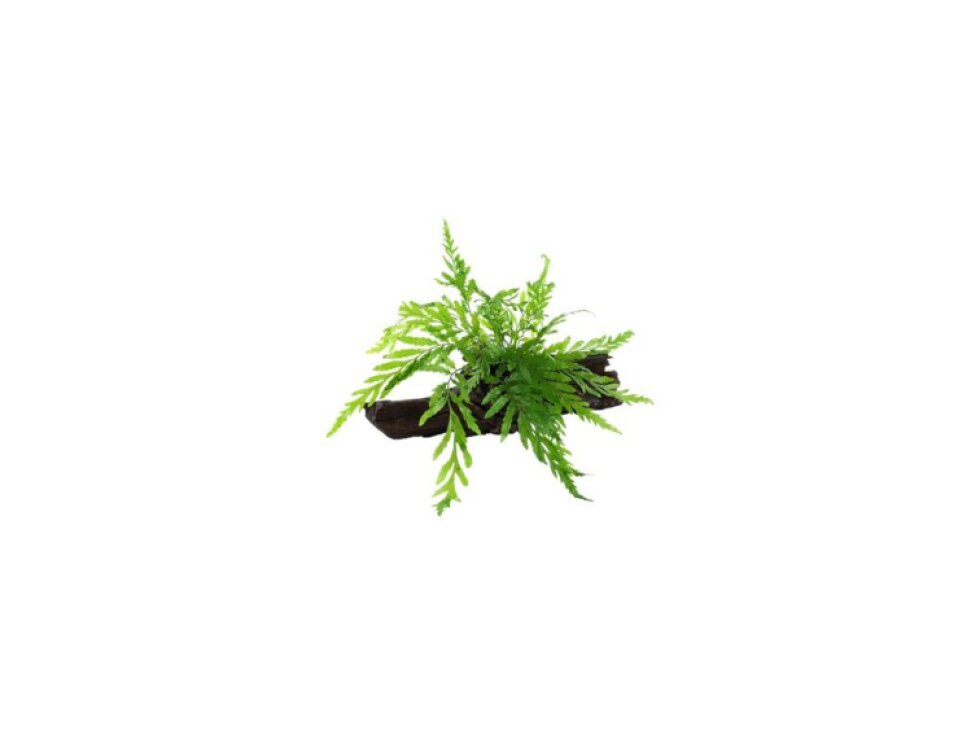 Microsorum pteropus na kořeni