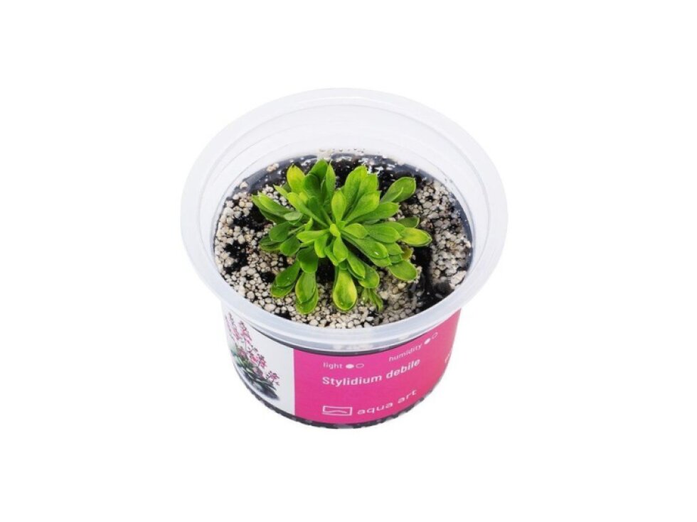 Aqua Art Stylidium debilitation