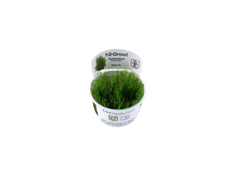 Tropica Taxiphyllum 'Taiwan moss' 1-2 Grow!