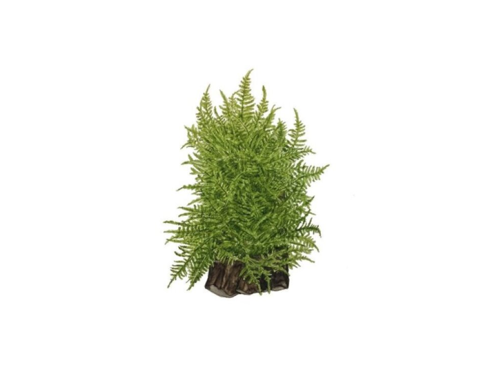 Tropica Taxiphyllum 'Taiwan moss' 1-2 Grow!