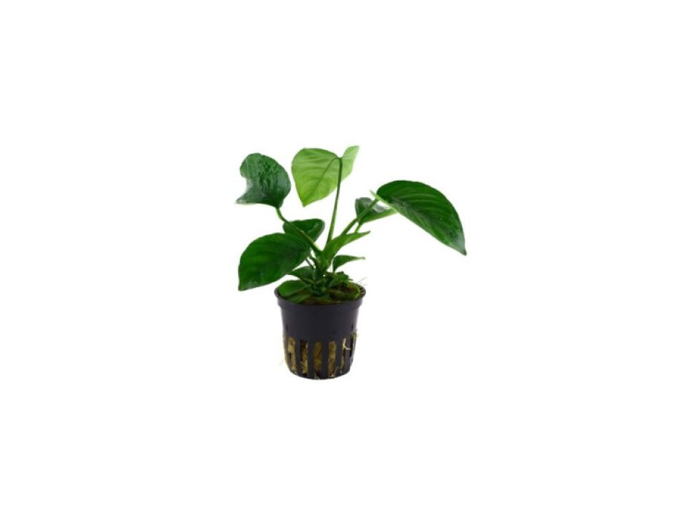 Anubias barteri caladiifolia v blistru
