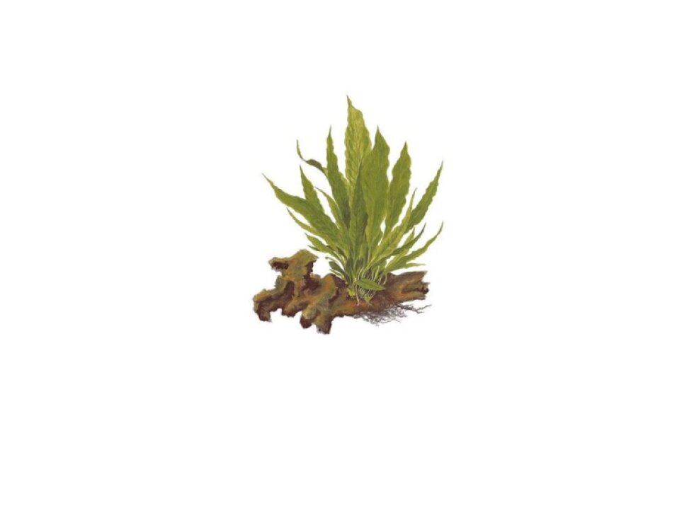 Microsorum pteropus XL